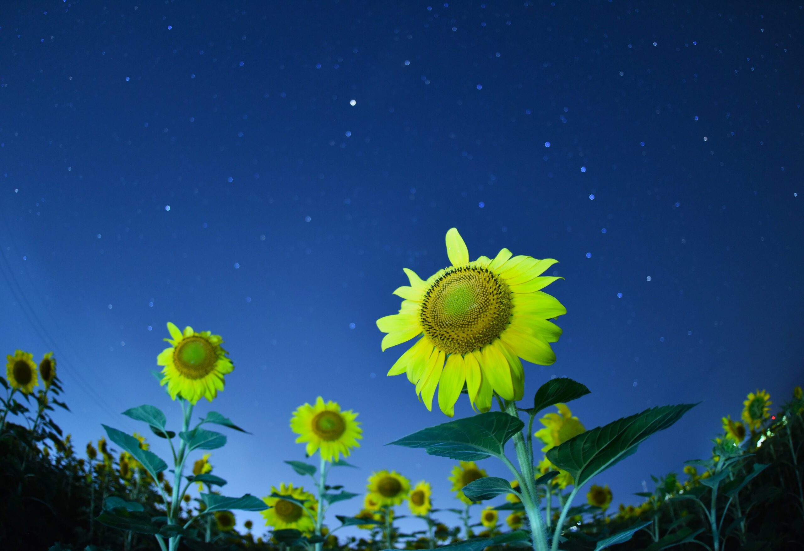 ひまわり眺める星夜